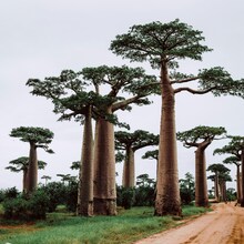 CIRCUIT MADAGASCAR - Țărâmul culturii malgase și al peisajelor sălbatice - Țărâmul culturii malgase și al peisajelor sălbatice