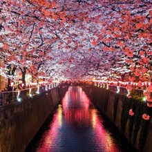 Japonia - Sărbătoarea Primăverii, Sakura 2025 - Sakura 2025